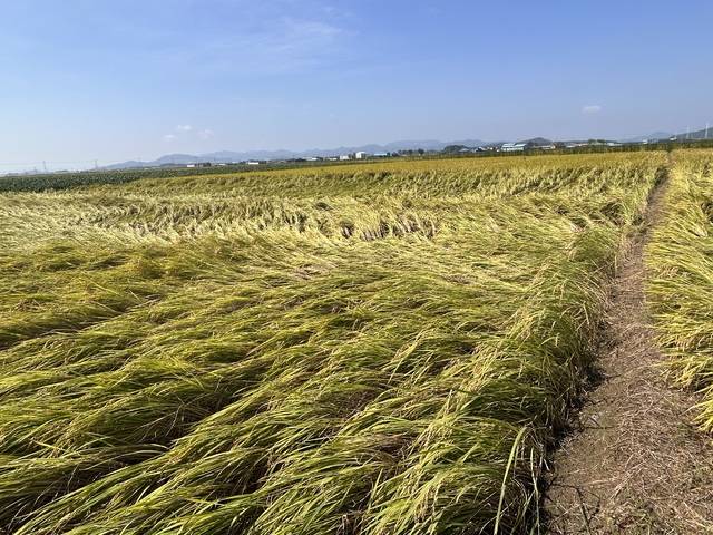 미군 아파치 헬기 불시착 사고로 피해를 입은 부안군 백산면 김씨의 논. 벼가 강한 충격에 쓰러져 수확이 어려운 상태다. /사진=홍경선 기자