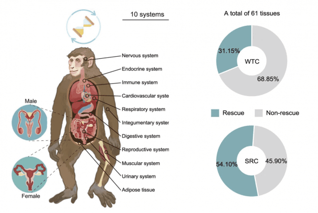 연구진은 노화된 원숭이의 전신 10개 기관(총 61개 조직)을 분석했다.그 결과, 일반 줄기세포(WTC)를 주입했을 때는 약 31%의 유전자만 정상(젊은 상태) 으로 되돌아갔지만, SRC를 투여한 경우에는 전체 유전자의 54% 이상이 회춘된 패턴을 보였다.(출처=셀 보고서)