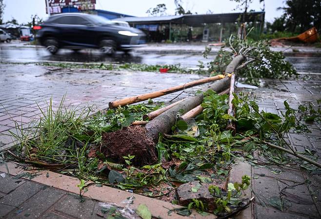 5일 중국 하이난성에 태풍 마트모가 들이닥쳐 나무가 송두리째 뽑혔다. /신화통신 연합뉴스