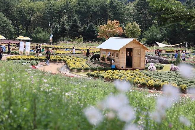 인제가을꽃축제