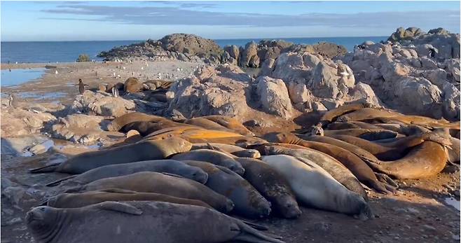 남극 킹조지섬 남방코끼리물범 번식지. 이원영 제공