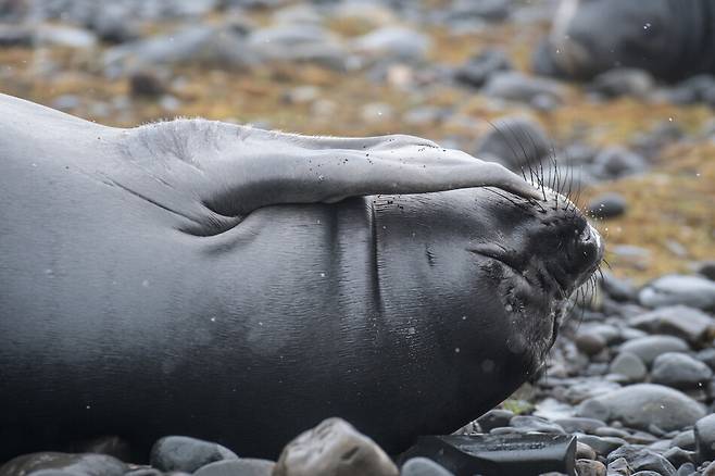 아남극권 케르겔렌 제도의 남방코끼리물범. 위키커먼스
