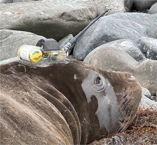 염분·수온·수심 기록계를 부착한 남방코끼리물범. 이원영 제공