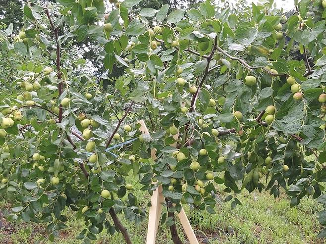 사과대추가 주렁주렁 달렸다.