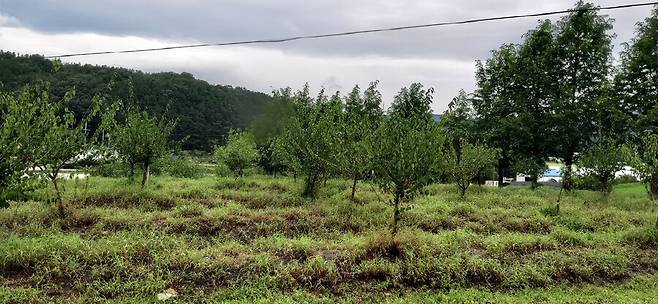 사과대추, 사과, 매실 등을 심은 과수원의 모습.
