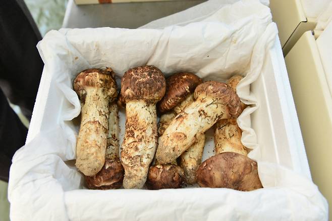 봉화송이. 봉화군 제공&nbsp;