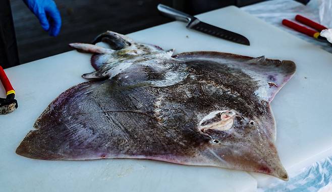 ▲ 대청도 모래울동 마을 정자에 마련된 도마 위에 놓인 생물 홍어. 회 뜨기 체험에서는 손질부터 껍질 벗기기, 회 썰기, 시식까지 전 과정을 체험할 수 있다. /인천일보