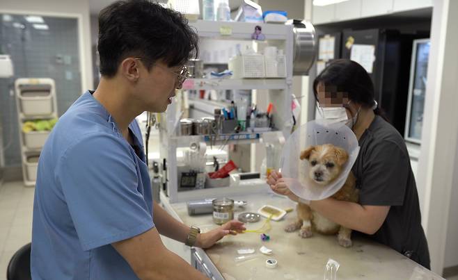 김동현 월드펫동물메디컬센터 원장(왼쪽)이 15살 노견 강순이를 진료하고 있다(병원 제공). ⓒ 뉴스1