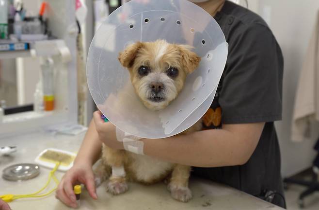 월드펫동물메디컬센터에서 십자인대 파열 수술과 항암 치료로 건강을 유지하고 있는 15살 강순이(병원 제공) ⓒ 뉴스1