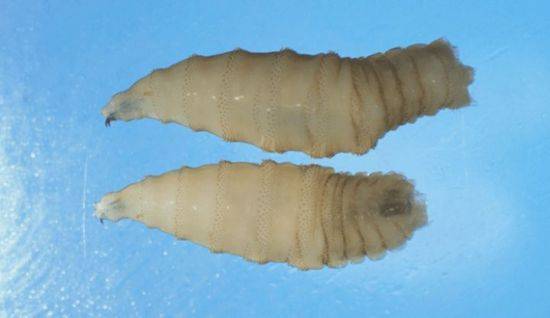 '살 파먹는 구더기'로 알려진 신세계 나사벌레. 미국 질병통제예방센터 홈페이지