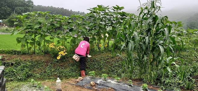 꽃 나무 아래 같이 예초기가 들어가기 어려운 곳의 풀관리는 아내의 몫이다.