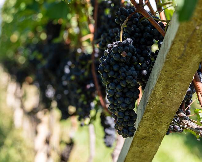 페터 제머 와이너리 포도밭에서 자라는 피노누아. [사진=전형민 기자]