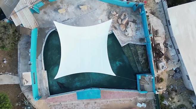 홀로 남겨진 바다사자 '주니어'가 낡은 수조를 맴도는 모습 [동물보호단체 '타이드브레이커스' 영상 캡처]