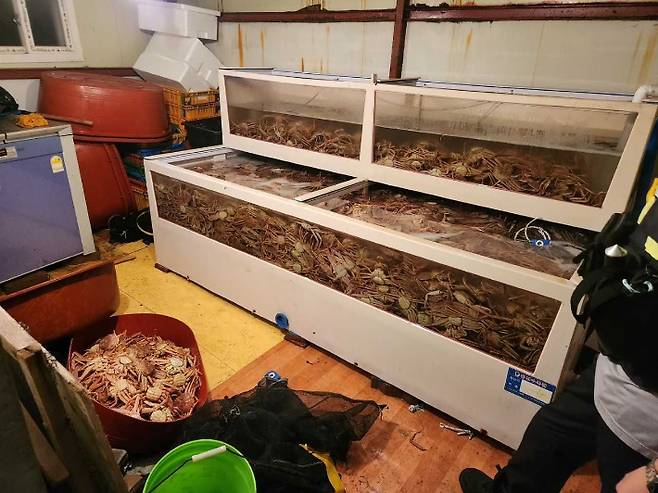 창고에 숨겨 놓은 암컷 대게. 포항해경 제공