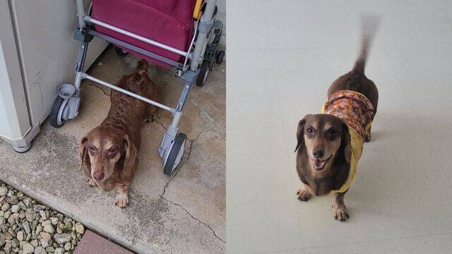 왼쪽부터 발견 당시 간지와 구조 후 간지의 모습. 문채연 기자