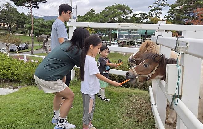 ▲ 8일 운주산승마장 말문화체험관에서 아이들이 조랑말에게 당근을 주고 있다. 권오석 기자