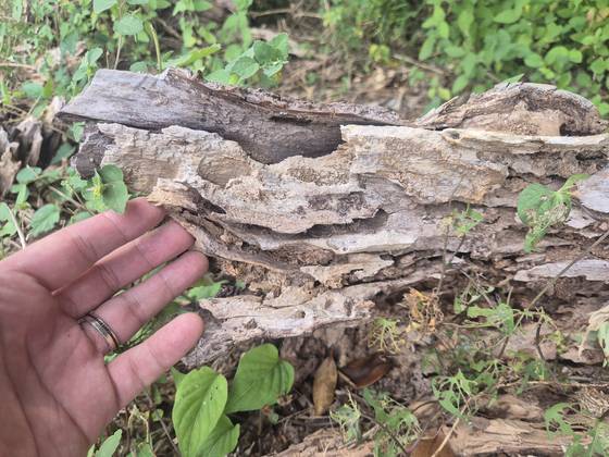 지난 1일 부산 사하구 을숙도에서 발견된 베어진 버드나무. 유리알락하늘소 애벌레가 파먹어 골다공증에 걸린 뼈처럼 속이 숭숭 비어 있다. 김민주 기자