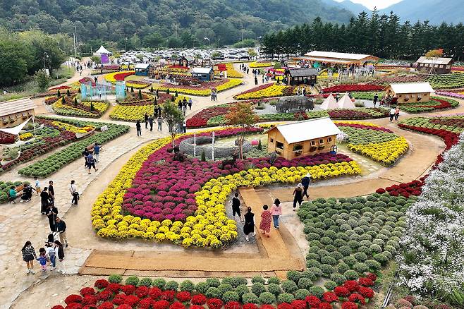 추석 연휴 첫날인 3일 강원 인제군 북면 용대관광지 일원에서 열린 ‘인제 가을꽃축제’에서 관광객들이 꽃길을 걸으며 가을 정취를 만끽하고 있다. 올해로 7회째를 맞는 가을꽃축제는 ‘인제에서 꽃길만 걷자’를 주제로 오는 19일까지 이어진다. 연합뉴스
