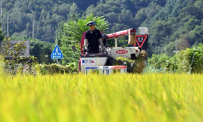 화천군에서 농부가 첫 벼를 수확하는 모습. 화천군 제공
