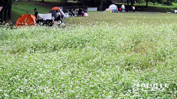 추석 연휴 마지막 날인 9일 오후 수원 탑동시민농장을 찾은 시민들이 즐거운 시간을 보내고 있다. 2025.10.9 /임열수기자 pplys@kyeongin.com