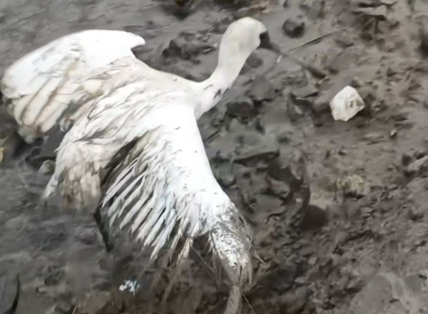 인천시 중구 영종도의 한 갯벌에서 어린 저어새 한 마리가 낚싯줄에 걸려 허우적거리고 있다. <영종환경연합 제공>