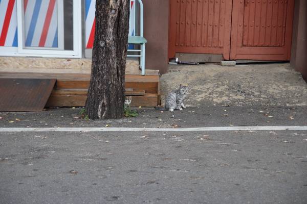 거리에 나와 두리번 거리던 새끼고양이들. /이서후 기자