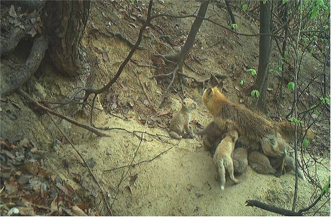 소백산에서 작년 4월 16일 멸종위기 야생생물Ⅰ급인 어미 여우가 자연 적응 개체 새끼 12마리 양육하는 모습. 사진 출처 : 국립환경과학원
