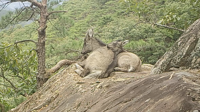 속리산에서 어미 산양과 새끼 산양이 나란히 앉아있다. 국립공원공단 제공