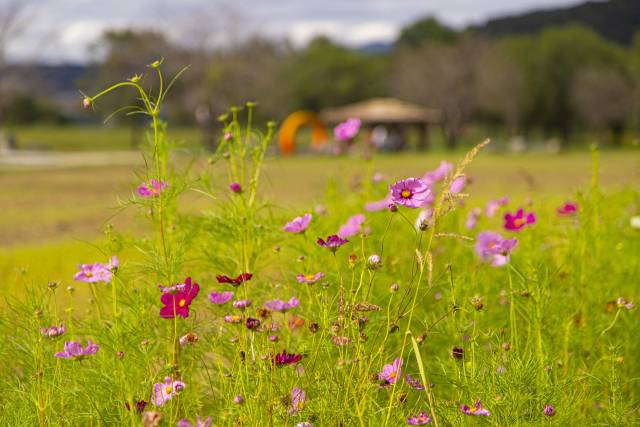 여주 당남리섬. 경기관광공사 제공