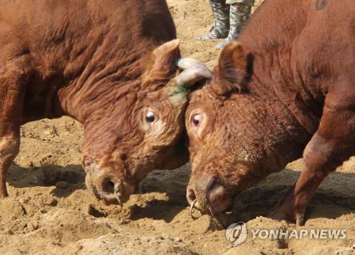 보은 소 힘겨루기 대회  [연합뉴스 자료사진]