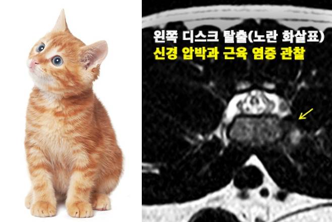 고양이(클립아트코리아. 기사와 무관함.)와 MRI 촬영 사진(웨스턴동물의료센터 제공) ⓒ 뉴스1