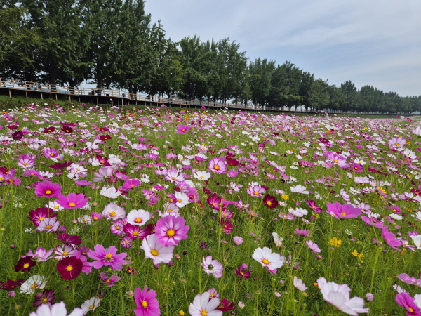 곡교천변에 핀 코스모스 모습 ⓒ아산시 제공