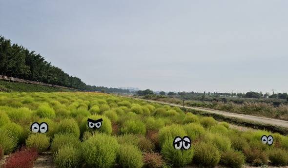 댑싸리 군락 모습 ⓒ아산시 제공