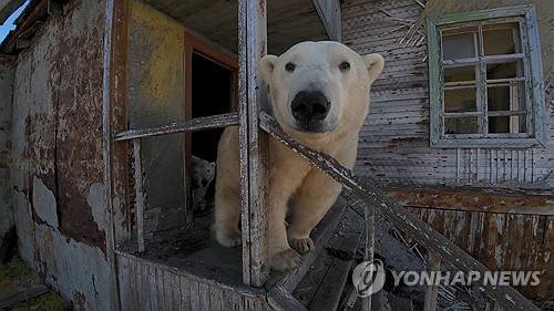 러시아 북극곰 (로이터=연합뉴스 자료사진) 2025년 9월 14일 콜류친 섬에서 촬영된 옛 소련 시절 연구시설에서 제3자에 의해 촬영된 드론 영상에서 캡처된 북극곰의 사진. [Instagram @makhorov/Handout via REUTERS / MANDATORY CREDIT / 제3자 제공 사진 / 크레딧 원형 그대로 표시 필수] 2025.10.10.