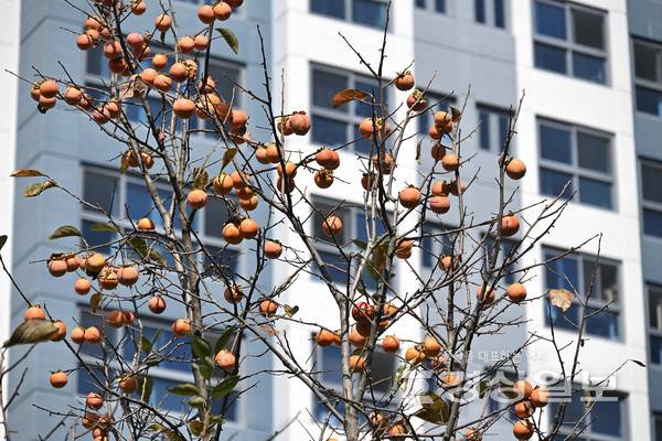 추석이 지나고 가을이 깊어가는 가운데 11일 울산시 남구 삼호동 한 아파트단지 인근에 탐스럽게 익어가는 감이 나무에 주렁주렁 매달려있다. 김경우기자woo@ksilbo.co.kr