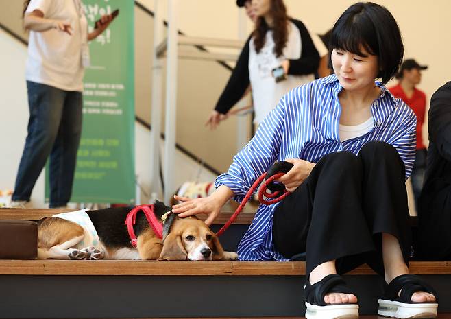 제2회 실험 비글 입양제가 열린 11일 오후 서울 중구의 행사장에서 보호자가 실험 비글 모카를 쓰다듬고 있다. 모카는 3개월의 입양 숙려 기간을 거친 뒤 정식으로 반려견이 될 예정이다. 김영원 기자 forever@hani.co.kr