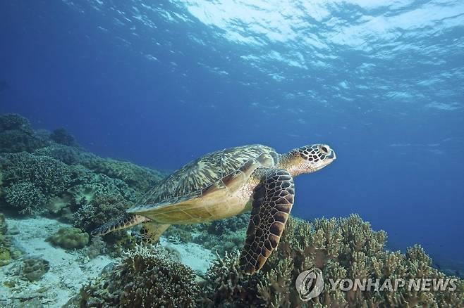바닷속 유영하는 바다거북 [EPA=연합뉴스 자료사진. 재판매 및 DB 금지]
