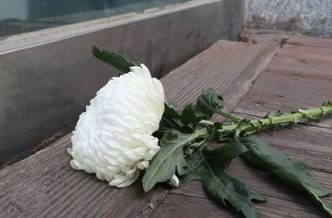 가정폭력 신고를 한 아내를 살해한 남편에 대한 구속 전 피의자 심문(영장실질심사)이 열린 2022년 10월 6일 충남 서산시 동문동 사건 현장 주변에 누군가 놓아둔 국화꽃 한 송이가 있다. (사진=연합뉴스)