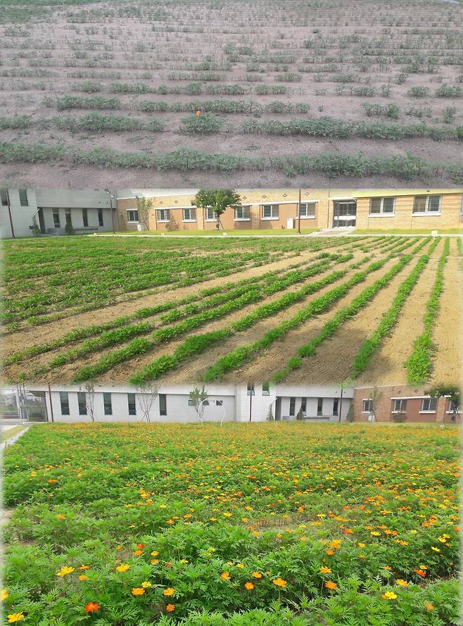 보호소년들이 교사와 함께 마른 땅에 심은 꽃나무가 무성하게 자라 꽃을 피운 모습.