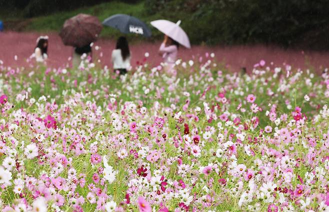 가을비가 내린 지난 10일 경기도 의왕시 왕송호수 인근에서 시민들이 활짝 핀 코스모스와 핑크뮬리를 보며 가을 정취를 만끽하고 있다. 연합뉴스