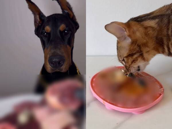 최근 사회관계망서비스(SNS)에서는 반려동물에게 생식을 급여한 콘텐츠가 큰 인기를 얻고 있다. 인스타그램 @doberman_louis_hemi (왼쪽), @fifstclassbengals 갈무리