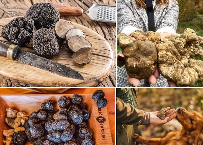 크로아티아 트러플 / 사진=크로아티아 관광청