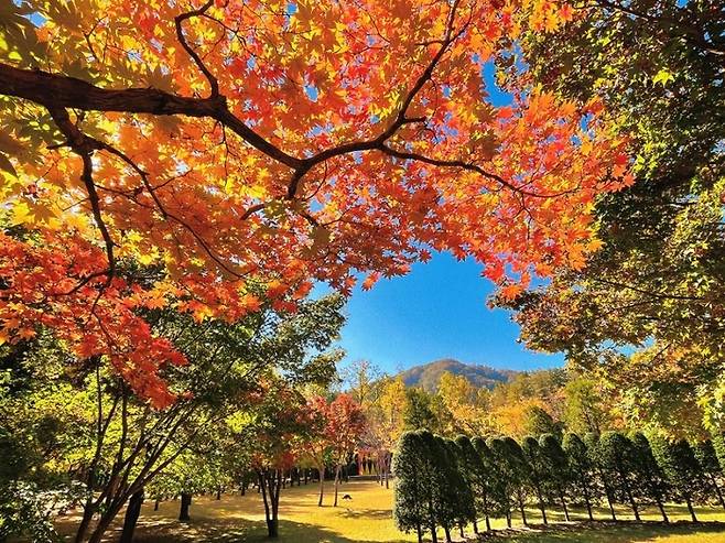 메타세쿼이아 숲과 은행나무잎 길 등 단풍 명소로 유명한 춘천 남이섬. 사진제공=한국관광공사