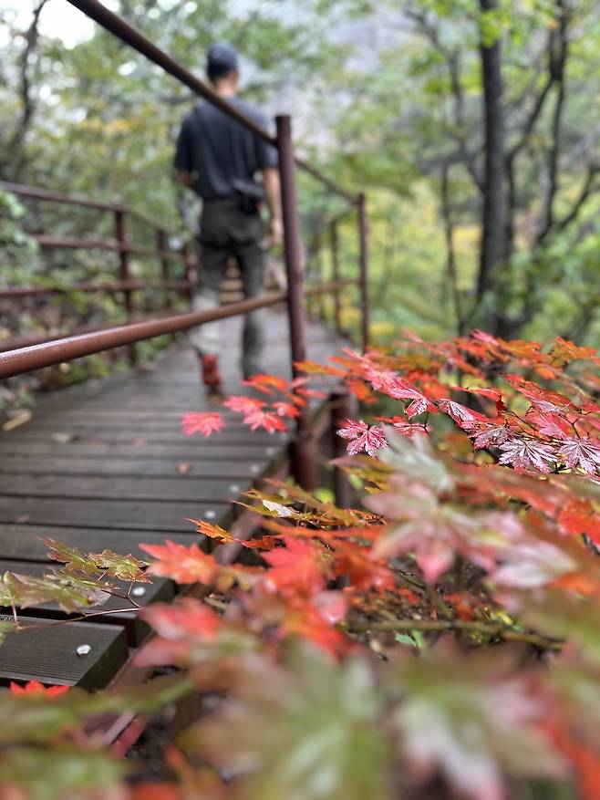 단풍 적신 가을비 [촬영 강태현]