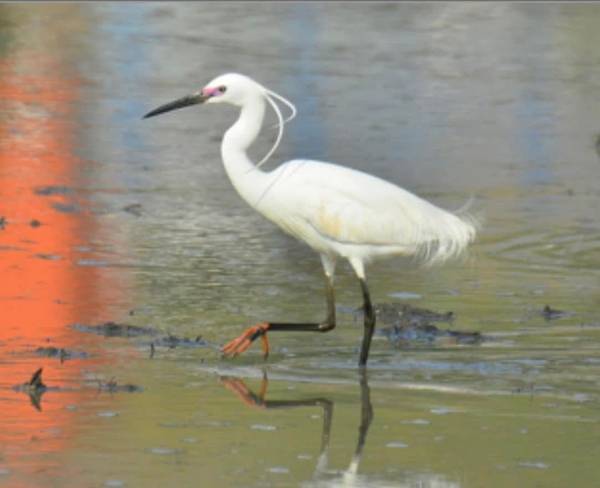 부평구 깃대종 후보 쇠백로 /정예지 의원 제공
