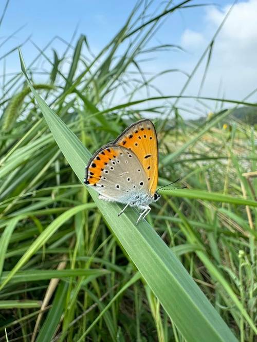부평구 깃대종 후보 큰주홍부전나비 /정예지 의원 제공
