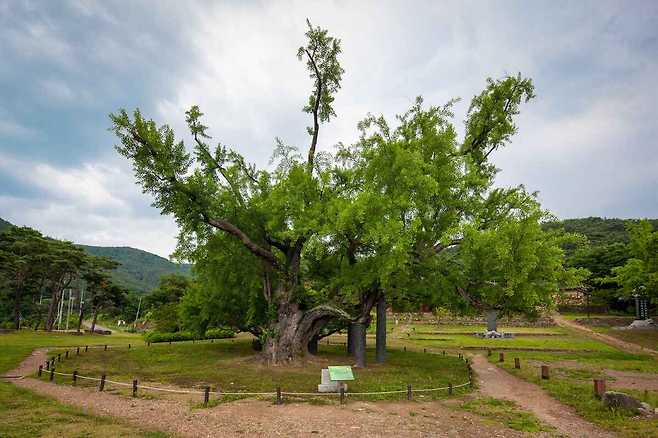 도동서원의 상징인 은행나무.