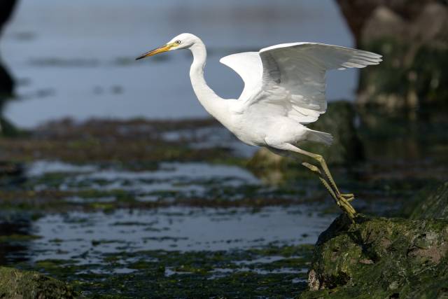 멸종위기야생생물 Ⅰ급이자 국제보호종인 ‘노랑부리백로’가 최근 울산 울주군 서생면 해안의 갯바위에서 날갯짓을 하며 날아오르고 있다. 조우진 새 통신원 제공