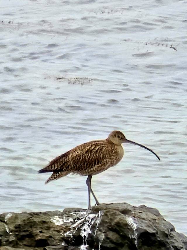 멸종위기야생생물 Ⅱ급으로 지정된 ‘알락꼬리마도요’가 최근 울산 울주군 서생면 솔개공원 해안의 갯바위 위에서 긴 부리를 뽐내고 있다. 김정순 새 통신원 제공