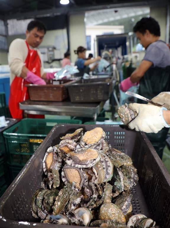 전복 유통업체에서 직원들이 선물 포장 작업을 진행하는 모습. 뉴스1